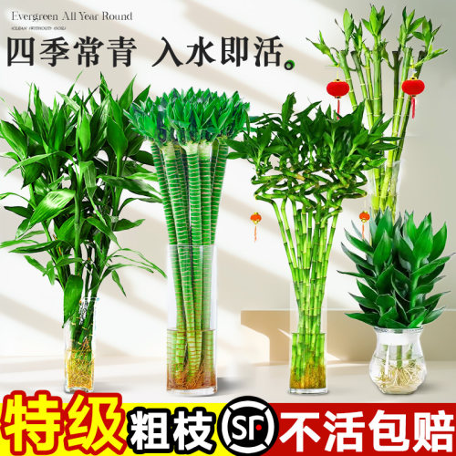 富贵竹水培植物粗杆带根室内客厅招财转运竹观音龙竹桌面水培盆栽