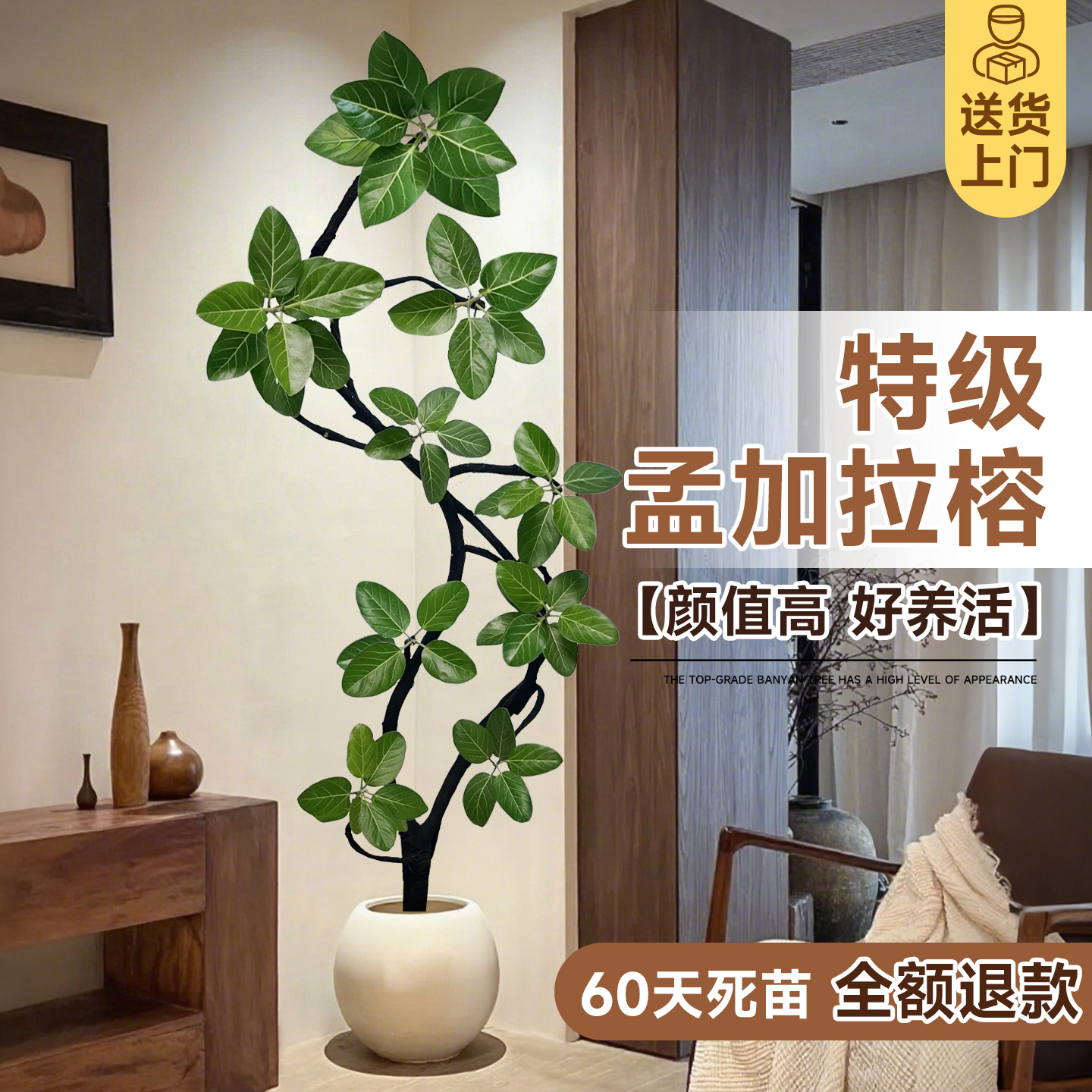 【特级孟加拉榕】氛围感天花板