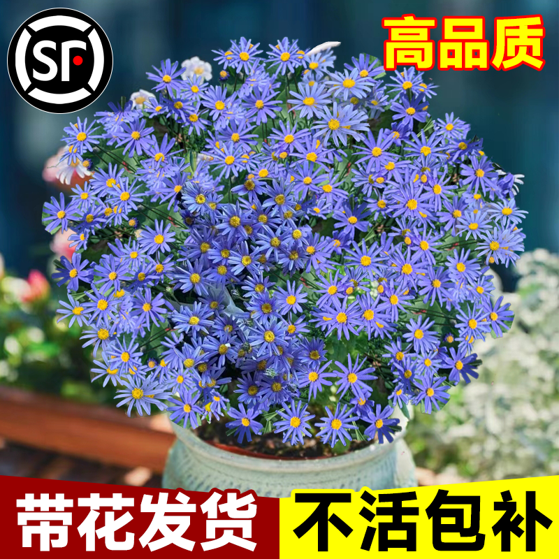 【带花发货】蓝玛格丽特菊花盆栽