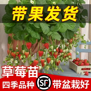 草莓苗盆栽四季 食用牛奶油红颜阳台精品带果带花土新苗秧种籽子树