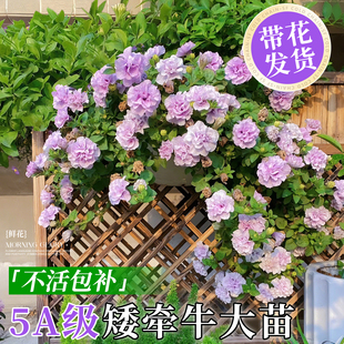 重瓣矮牵牛花苗盆栽冰淡紫带花苞阳台垂吊庭院植物牵牛花花卉绿植