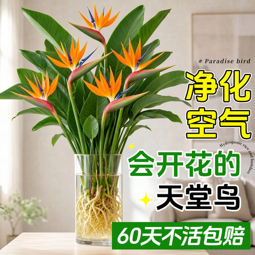 特级水培天堂鸟净化空气不活包赔