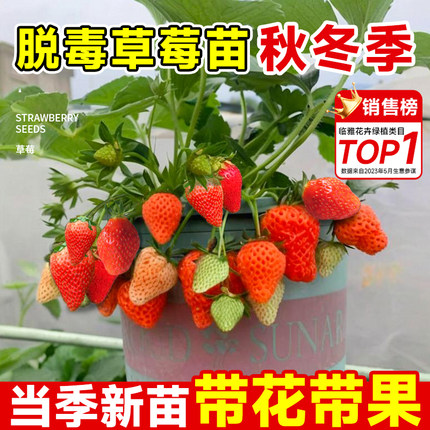 草莓苗秧带果带花秋冬季奶油丹东源香四季结果盆栽阳台种子脱毒苗
