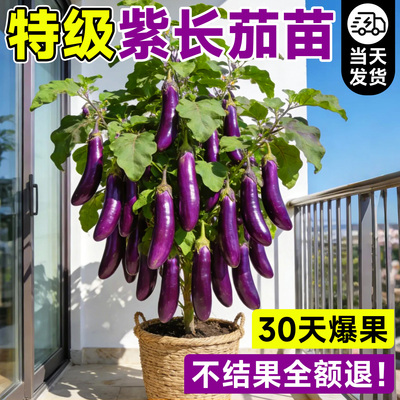 【包成活！包结果!】5A级线茄