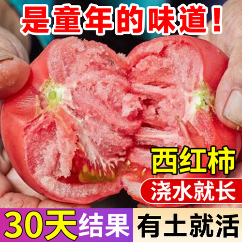 四季西红柿棵棵爆果童年的味道