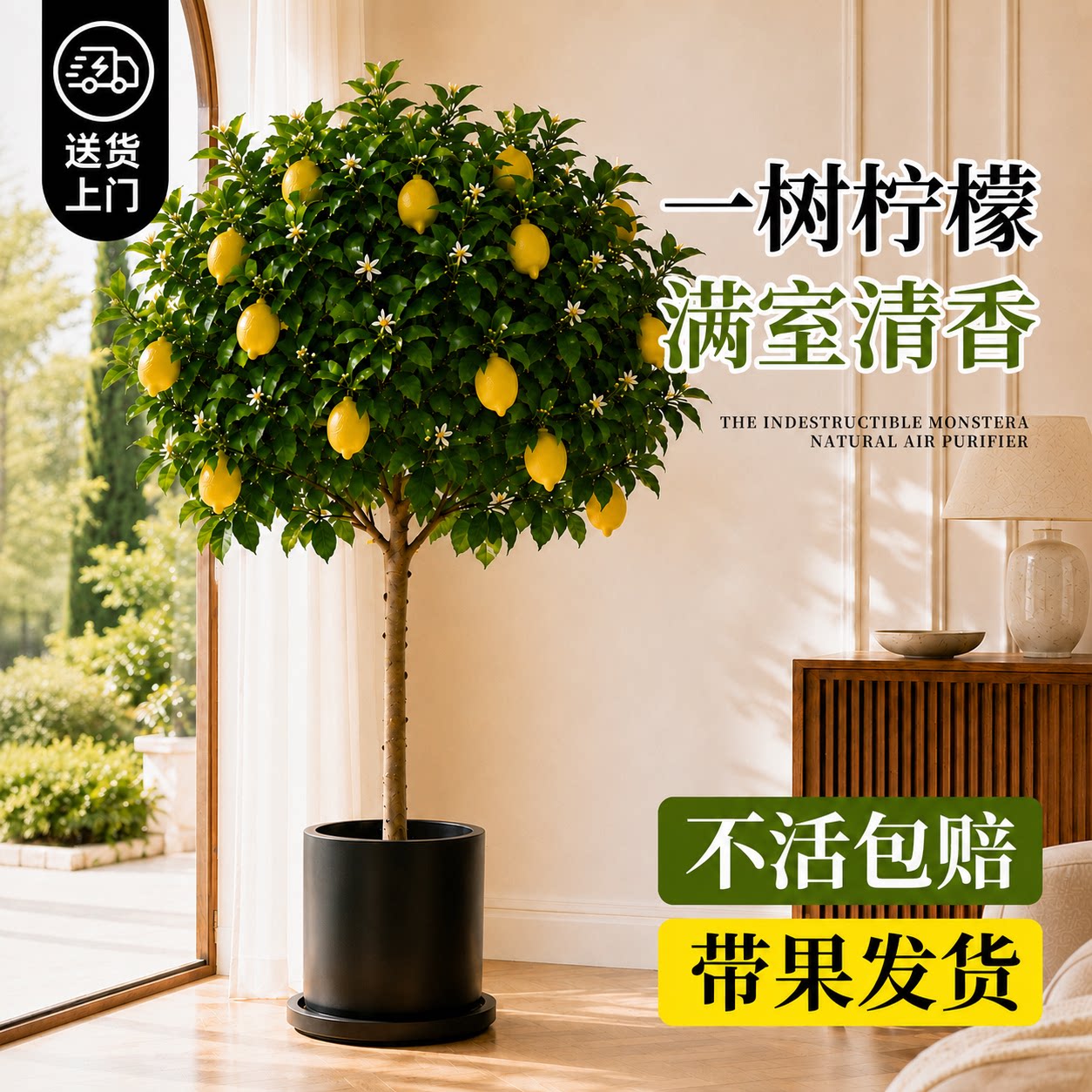 香水柠檬树盆栽带果直发四季好养图片