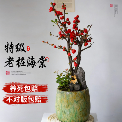 多年海棠老桩【养死不对版包赔】