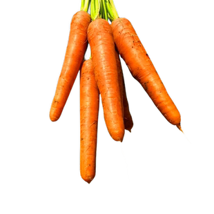 水果胡萝卜种子蔬菜种孑红樱桃萝卜籽种大全秋季种籽种植菜籽盆栽