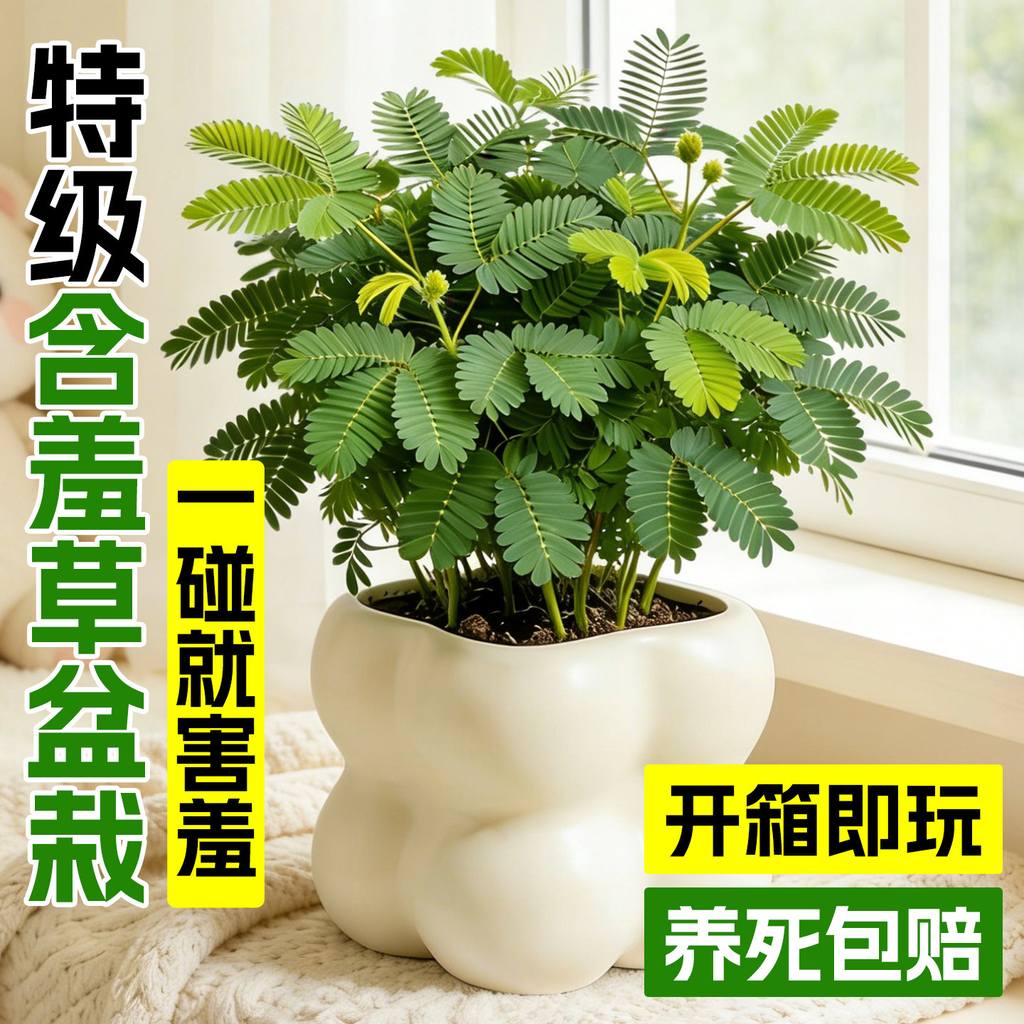 含羞草盆栽大苗办公室桌面情绪稳定四季绿植室内阳台趣味好养植物