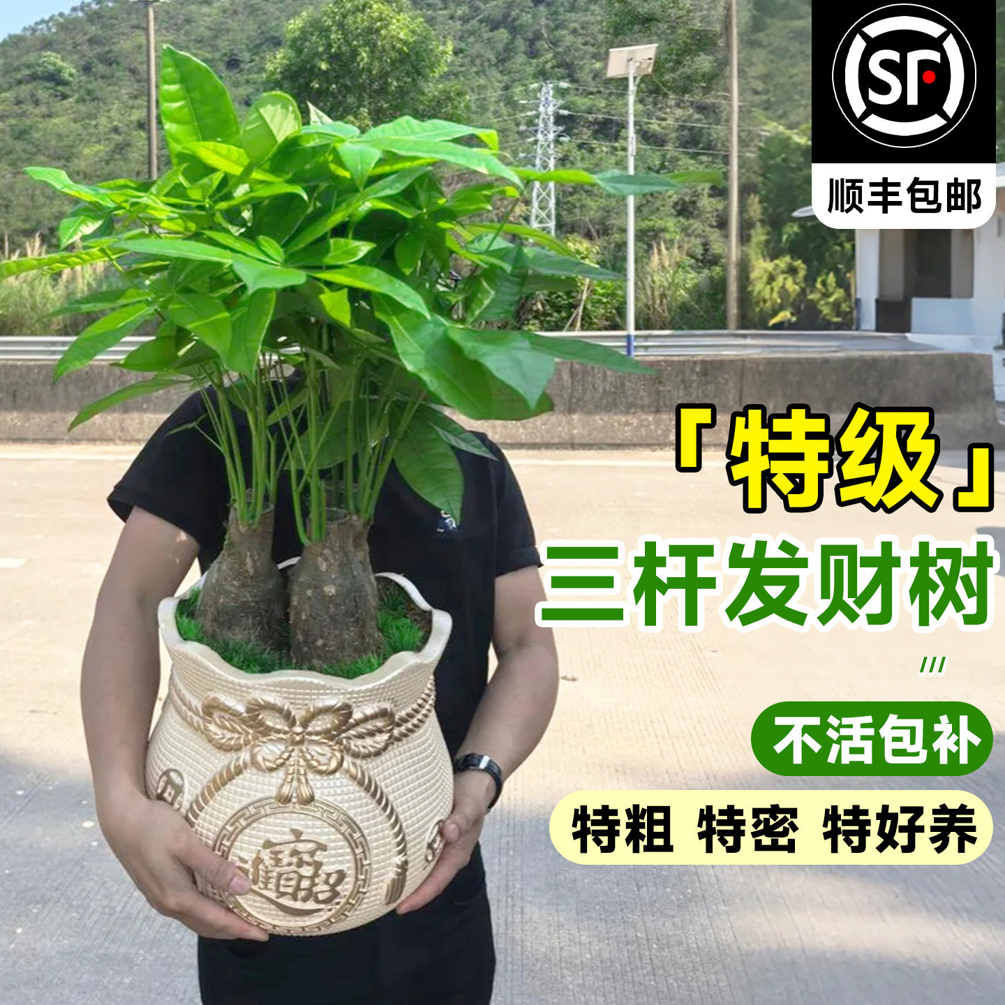 ���ؼ������˷�����70-80cm��ԭ���Ժã���ר����+�ʴ�+���� ��������� ���ؼ������˷������вƽ���