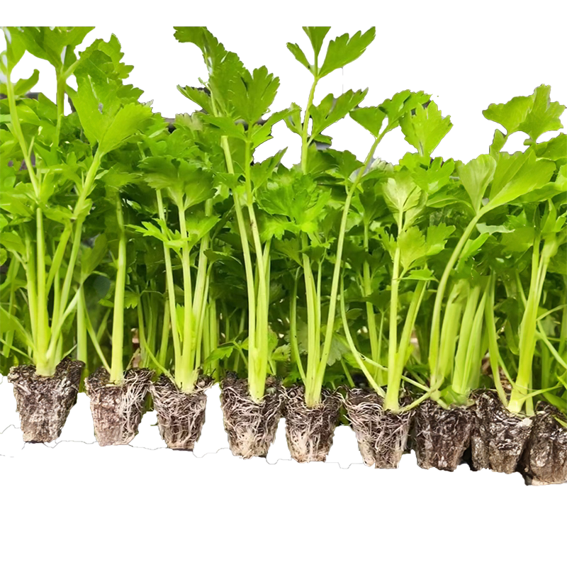 四季小香芹种子芹菜种孑西芹苗秧阳台盆栽种植庭院蔬菜籽根芹大全