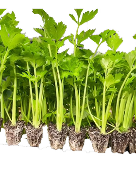 四季小香芹家庭种植盆栽种子大全