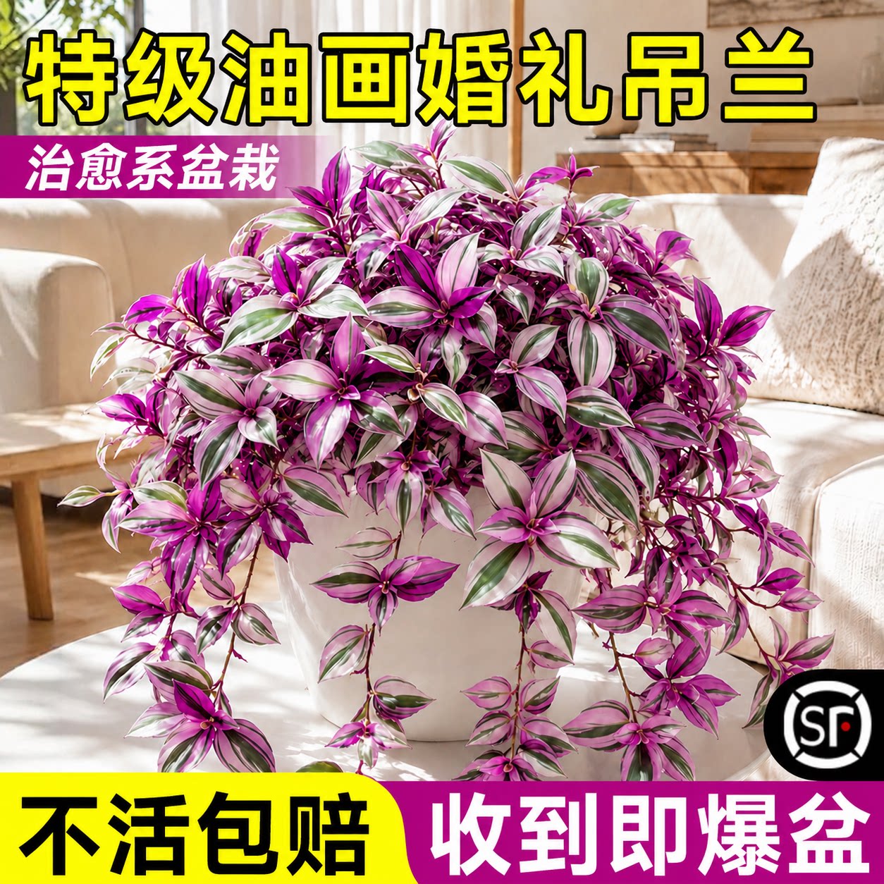 【不活包赔】特级油画婚礼吊兰图片