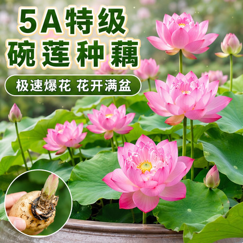 【5A特级碗莲藕种】带芽发包成活