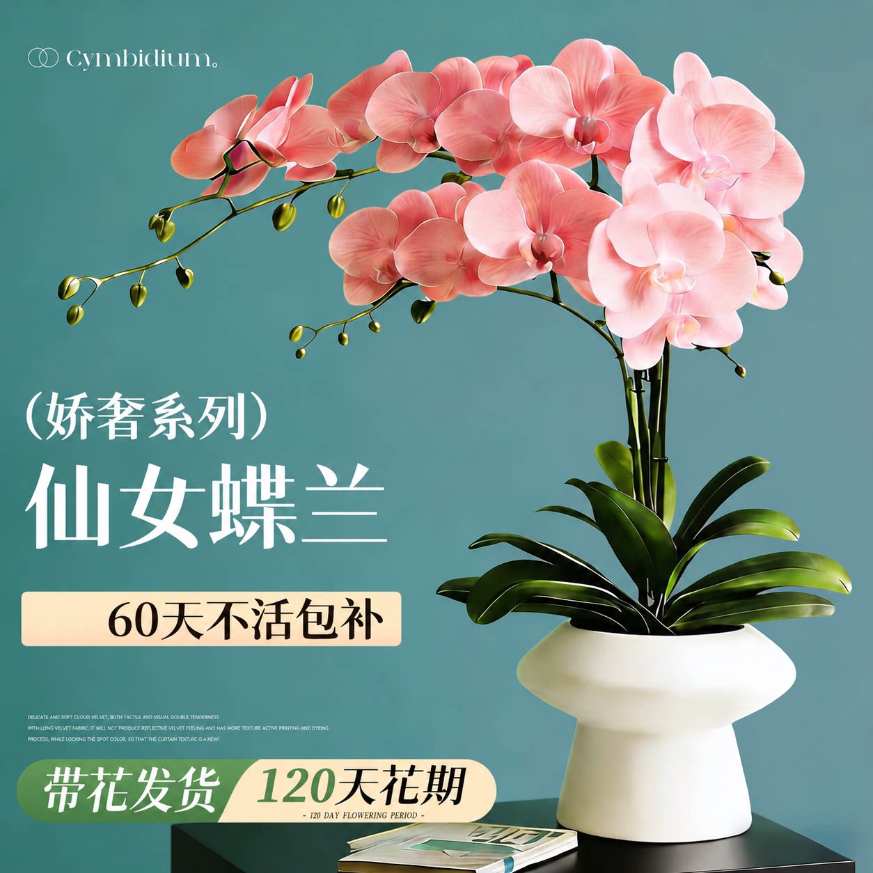 蝴蝶兰带花盆栽带花苞特大号高级花卉绿植兰花洋兰年宵花客厅卧室