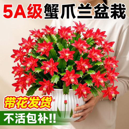 【带花发货】5A级蟹爪兰盆栽
