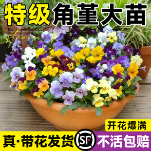 角堇花苗盆栽带花发货皱边三色瑾混色大苗种室内阳台花卉耐寒抗冻