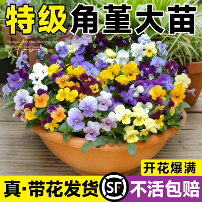 角堇大花苗盆栽带花发货耐寒抗冻