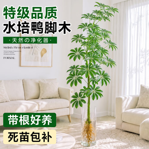 鸭脚木水培室内绿植八方来财