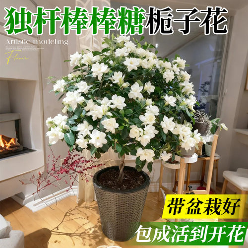 【带盆栽好】棒棒糖栀子花盆栽苗