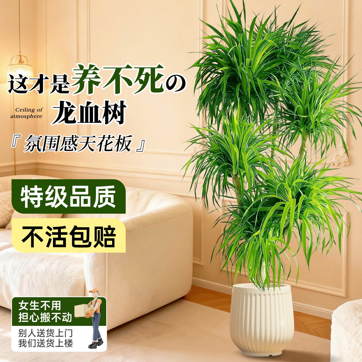 龙血树大型多头室内盆栽四季好养