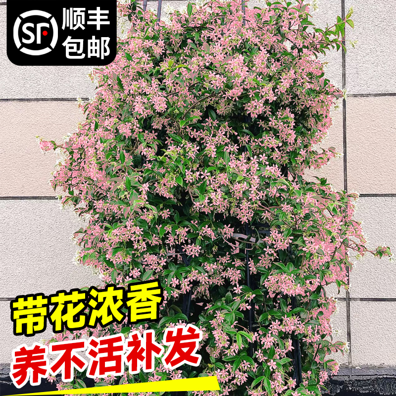 粉色风车茉莉特大苗爬藤植物棒棒糖老桩庭院阳台盆栽耐寒易活花卉