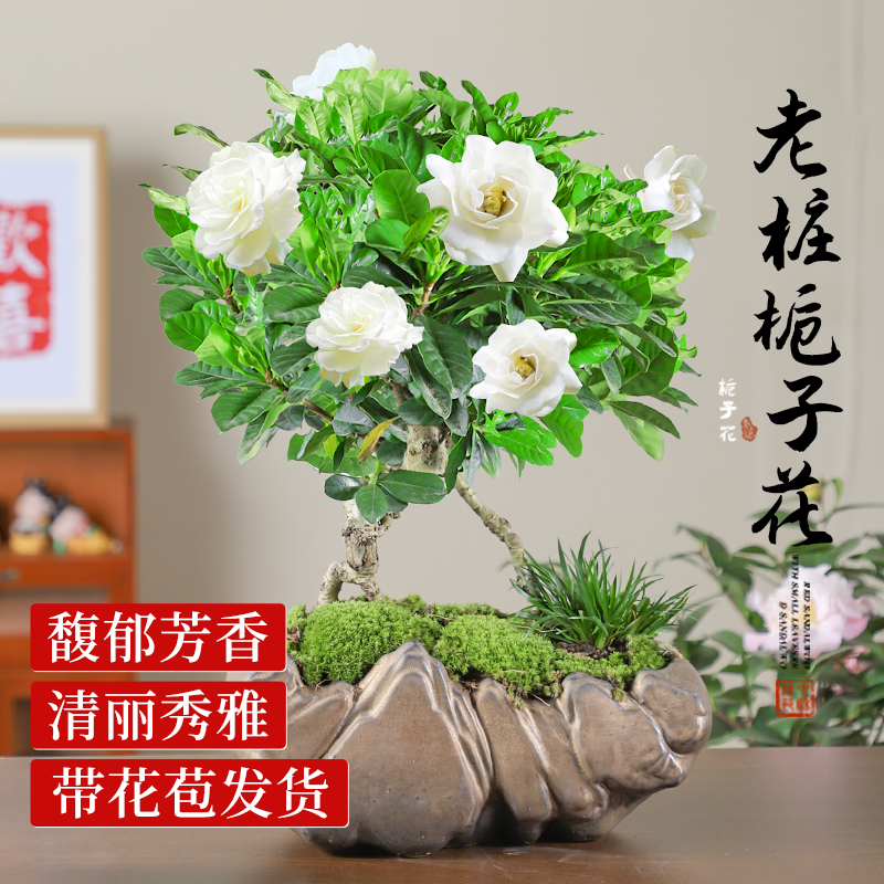 新客减栀子花盆栽带花苞浓香老桩盆景客厅室内桌面花卉绿植四季好