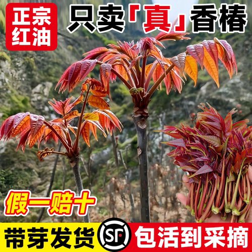 【带芽发货】正宗苗包成活至采摘