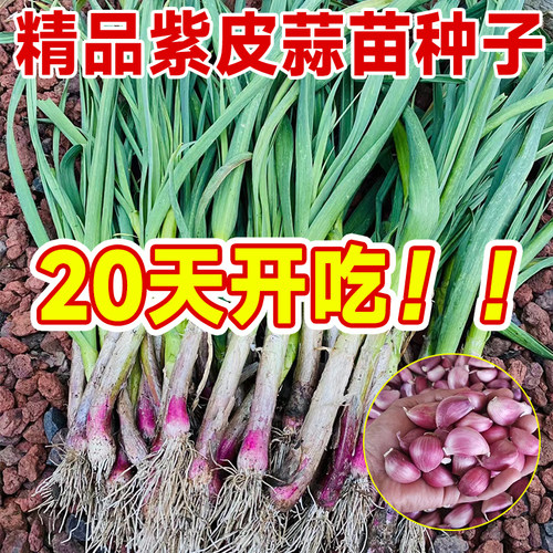 紫根大蒜苗种子四季可种包发芽