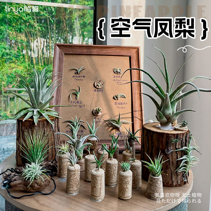 空气凤梨无土植物懒人好养小摆件