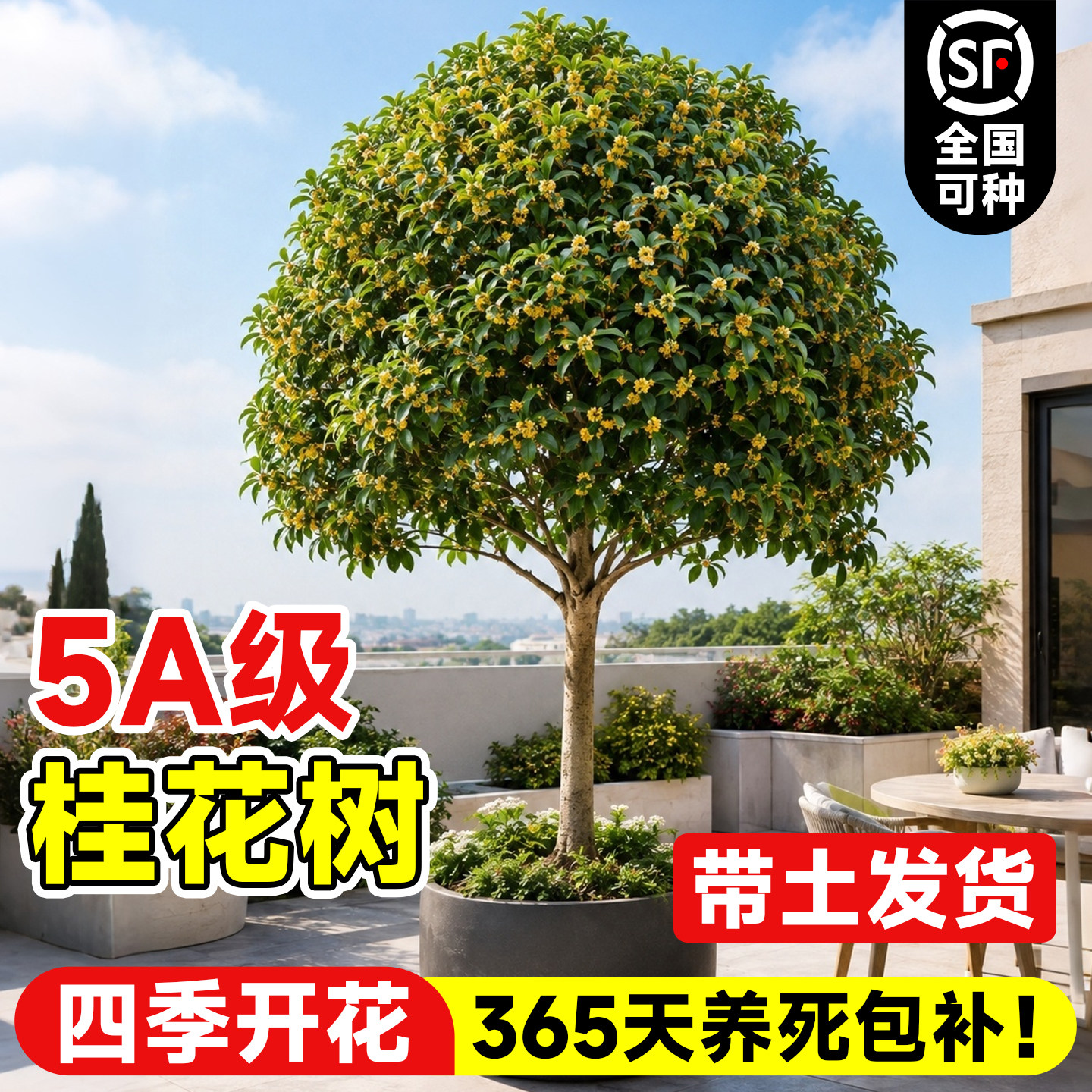 【5A级品质】正宗桂花树苗地栽图片