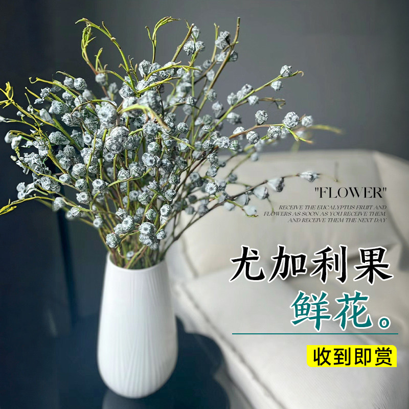 尤加利果鲜花盆栽云南基地直发绿植鲜切枝叶水培植物真花卉干花束_虎窝淘