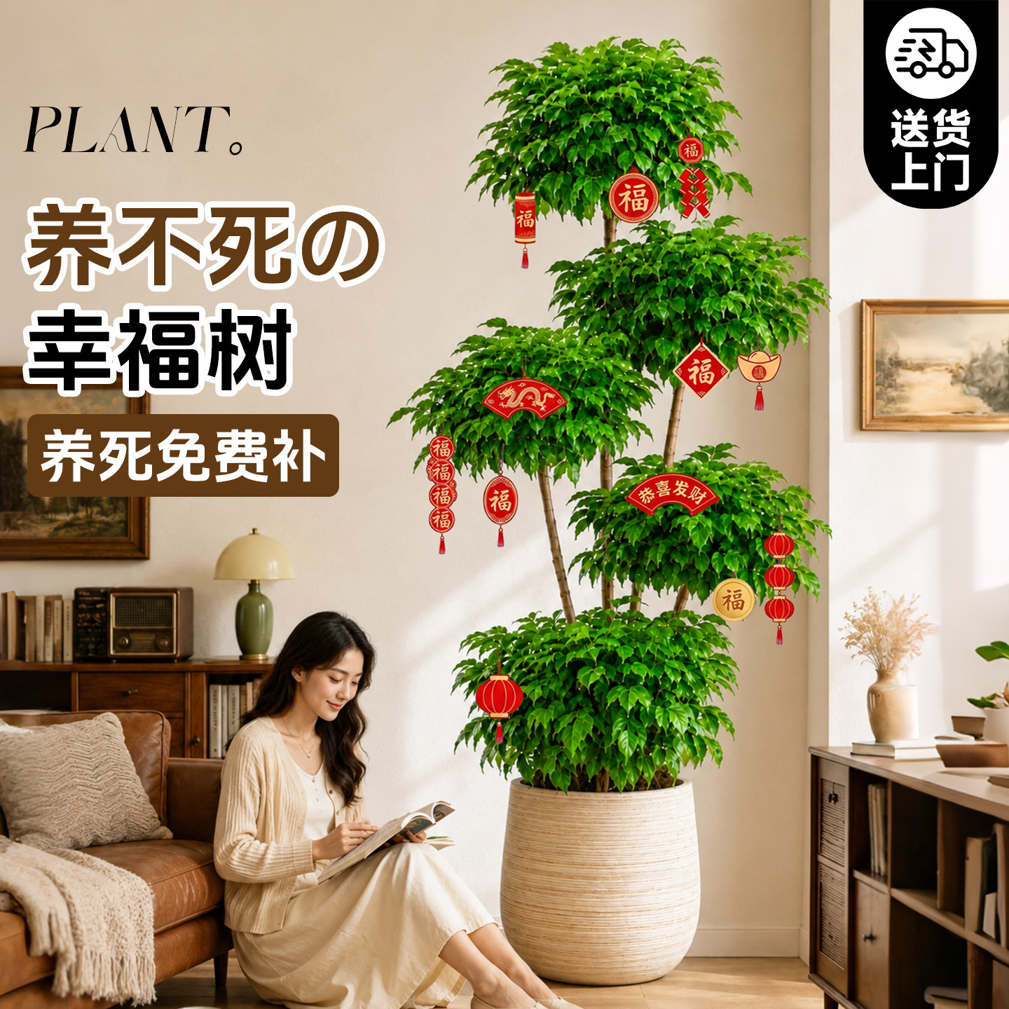 幸福树客厅大盆栽大型绿植丛生老桩室内平安树盆景植物四季好养活