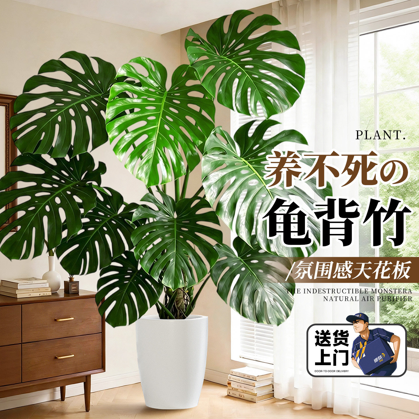 龟背竹客厅绿植高级感室内大型盆栽大叶老桩落地植物盆景四季好养