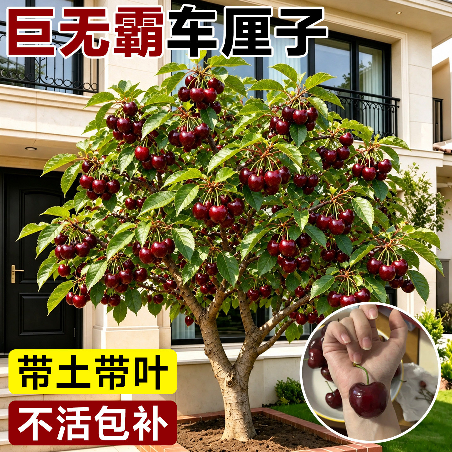 车厘子树苗樱桃樱桃树果树正宗当年结果盆栽南方种植果树北方耐寒
