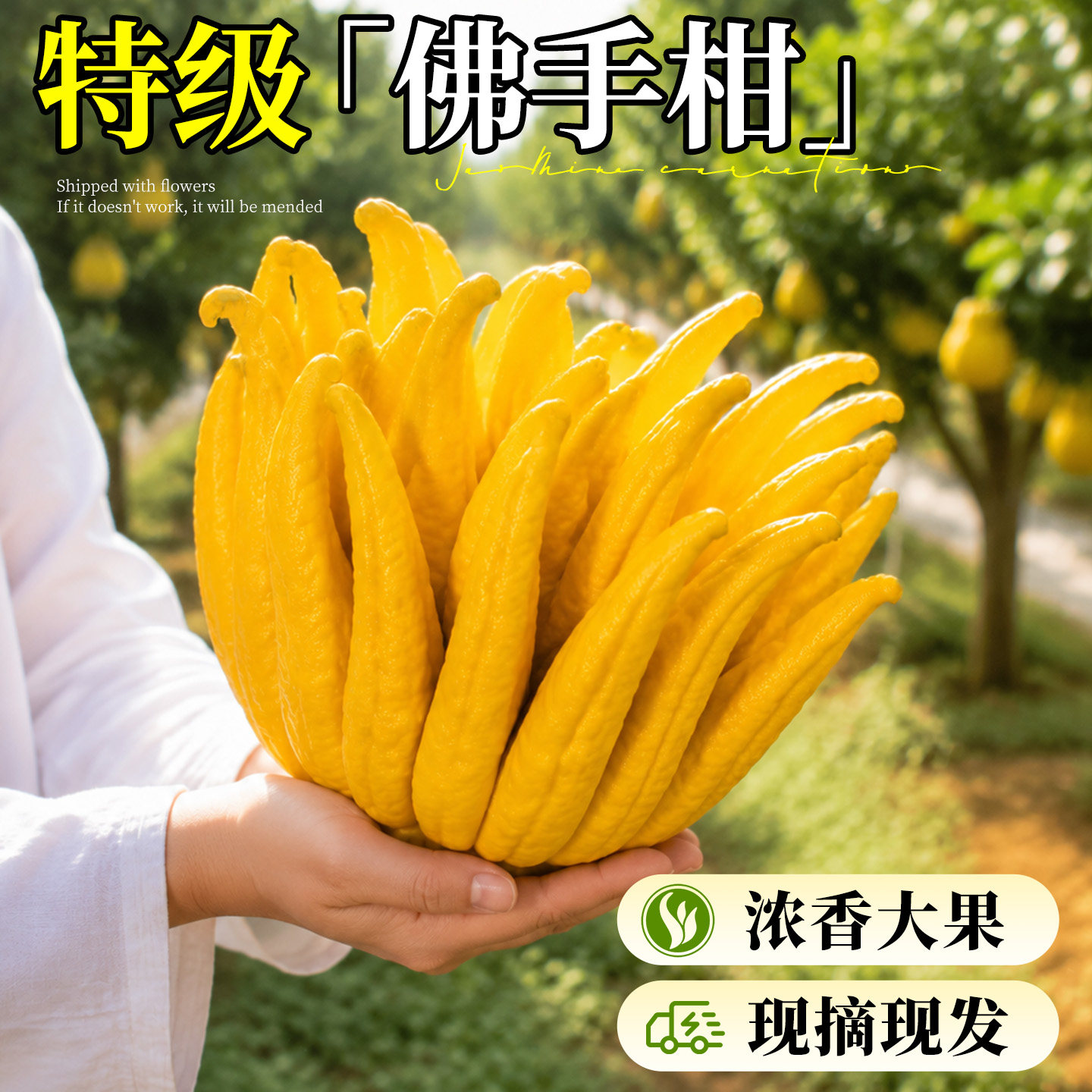 佛手柑鲜果摆件闻香云南新鲜天然车载香橼瓜特大桌面绿植清贡室内