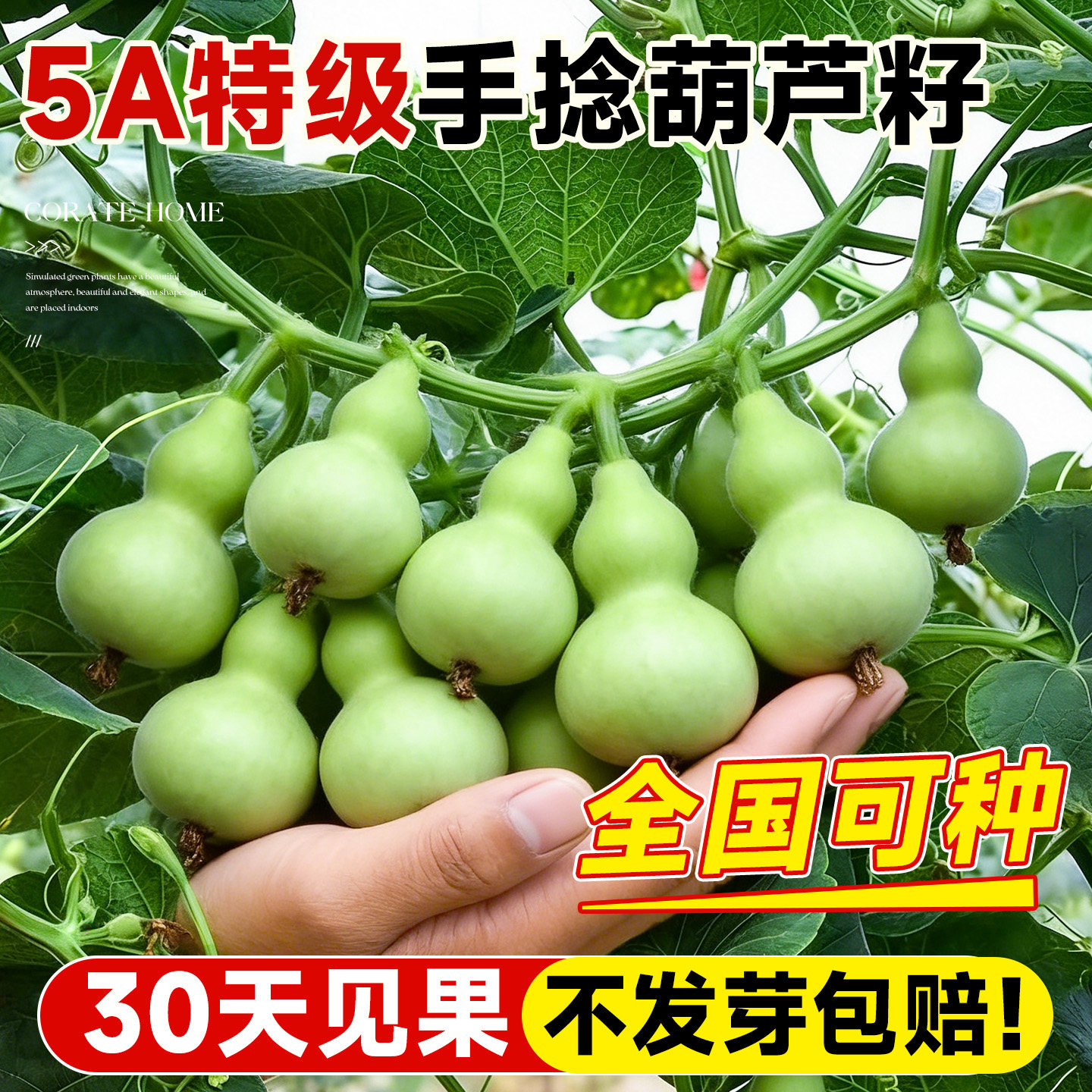 手捻小葫芦籽种子文玩葫芦盆栽种籽四季种植爬藤植物室内阳台庭院