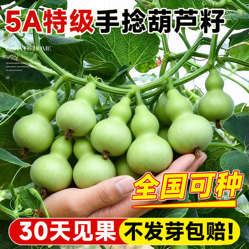 手捻小葫芦籽种文玩葫芦盆栽种籽