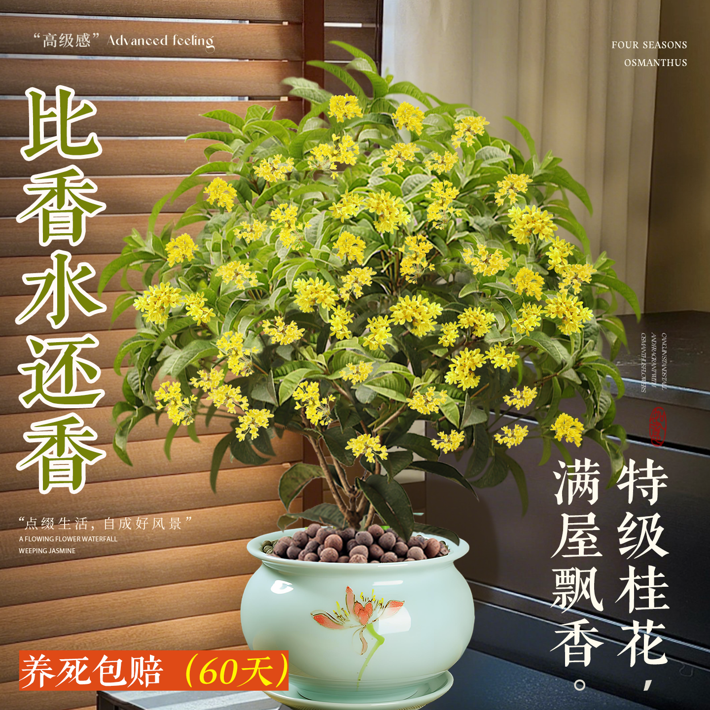 【特级浓香桂花盆栽】花期带花发