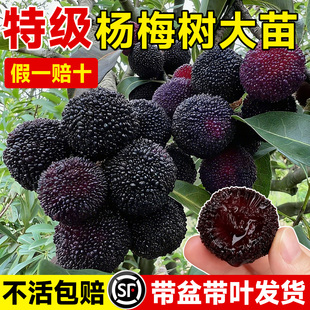 东魁杨梅树苗特大果嫁接大苗南北种植盆地栽带土好养水晶果树果苗