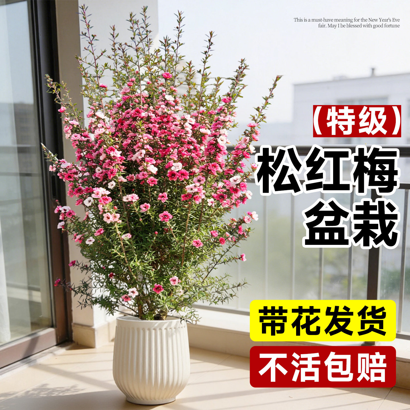 松红梅带花苞盆栽老桩大苗澳洲雪梅花阳台庭院四季好养活花卉植物
