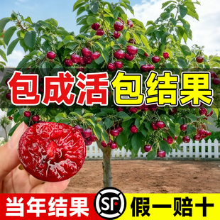 正宗车厘子树苗盆栽矮化黑珍珠特大樱桃树苖果树南方北方种植果苗