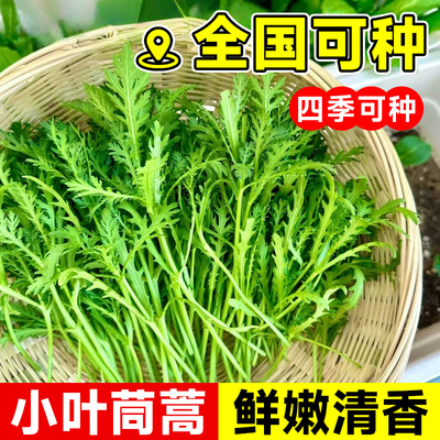茼蒿菜种籽大叶小叶中叶茼蒿种子