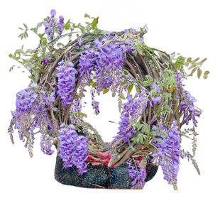 紫藤花苗四季爬藤植物大苗长穗紫藤萝花老桩大树苗开花卉四季盆栽