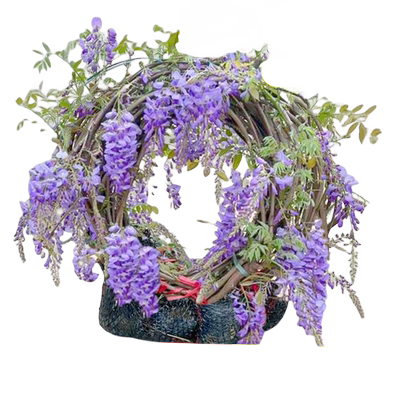 【紫藤花苗包活一年终生包对版】