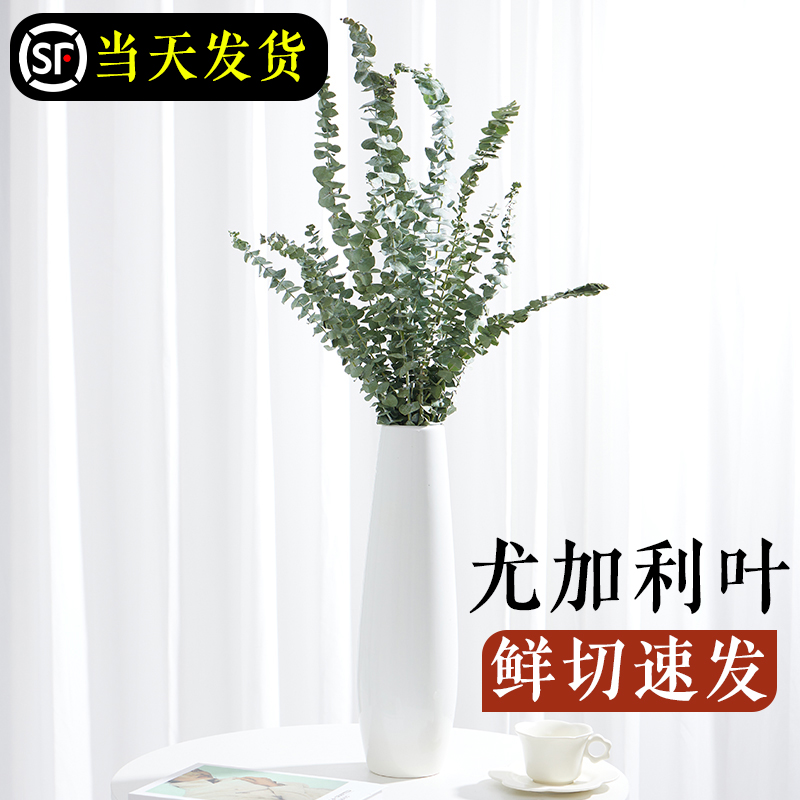 尤加利叶鲜切花卉绿植鲜花水养插花干枝百搭花材室内植物客厅摆件-封面