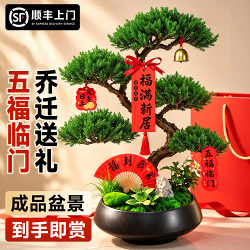 特级五层塔松盆景乔迁五福