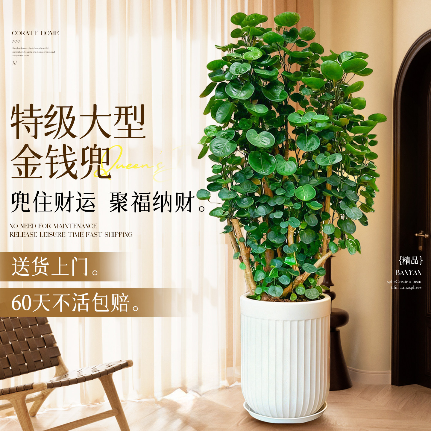 金钱兜福禄桐盆栽大型绿植室内客厅高级感金钱树发财树办公旺宅树,鲜花速递/花卉仿真/绿植园艺,大型绿植/成品组合盆栽,淘宝优惠券,粉丝福利购,淘宝优惠卷