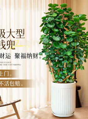 金钱兜福禄桐盆栽大型绿植室内客厅高级感金钱树发财树办公旺宅树