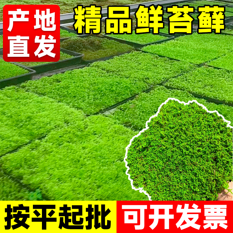 苔藓鲜活微景观造景永生青苔藓庭院园林假山植物盆栽铺面绿植